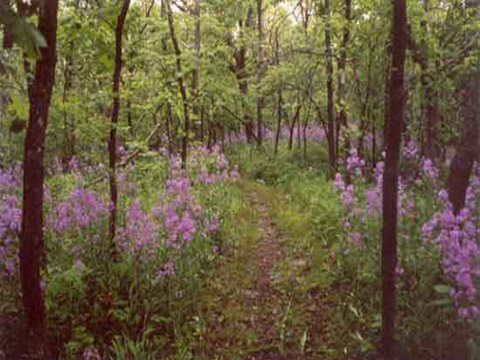 Clinton State Park Trails